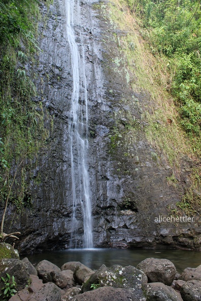 Manoa Falls2.JPG